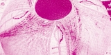Print FB Magenta *!
