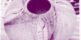 FBL103 Purple *